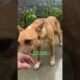 Rescued Dog Was Too Scared To Come Inside, Until... | The Dodo