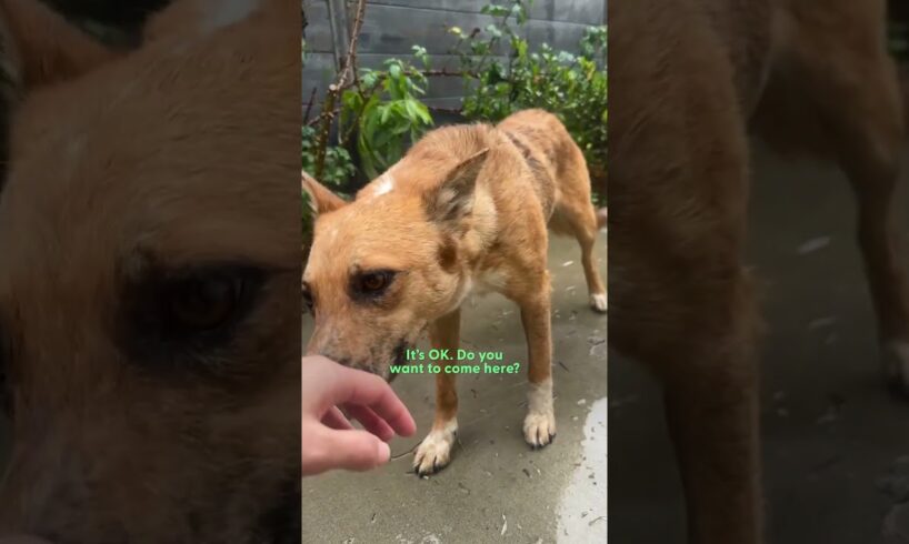 Rescued Dog Was Too Scared To Come Inside, Until... | The Dodo