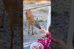 Rescued a deer #shorts #shortvideo #animals #rescue