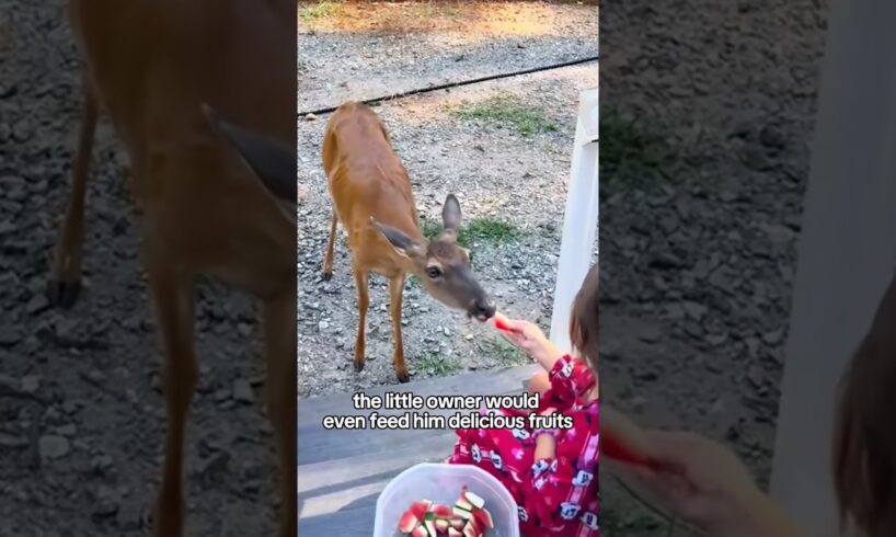 Rescued a deer #shorts #shortvideo #animals #rescue