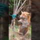 Rescued a little fox that had become entangled in a net.#shortvideo #shorts ##cute #fox #animals