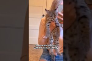 Rescued a lynx #shorts #shortvideo #animals #rescue