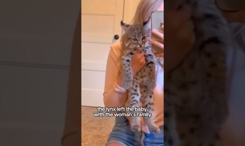 Rescued a lynx #shorts #shortvideo #animals #rescue