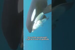 Rescued orca mom #shorts #shortvideo #animals #rescue