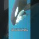 Rescued orca mom #shorts #shortvideo #animals #rescue