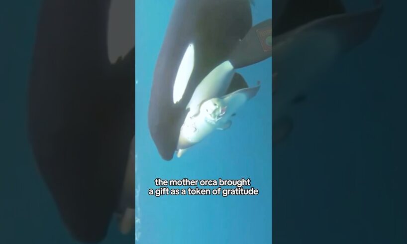 Rescued orca mom #shorts #shortvideo #animals #rescue