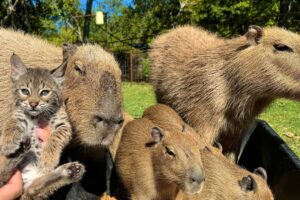 Rescuing a Baby Bobcat (to feed Capybaras)