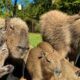 Rescuing a Baby Bobcat (to feed Capybaras)