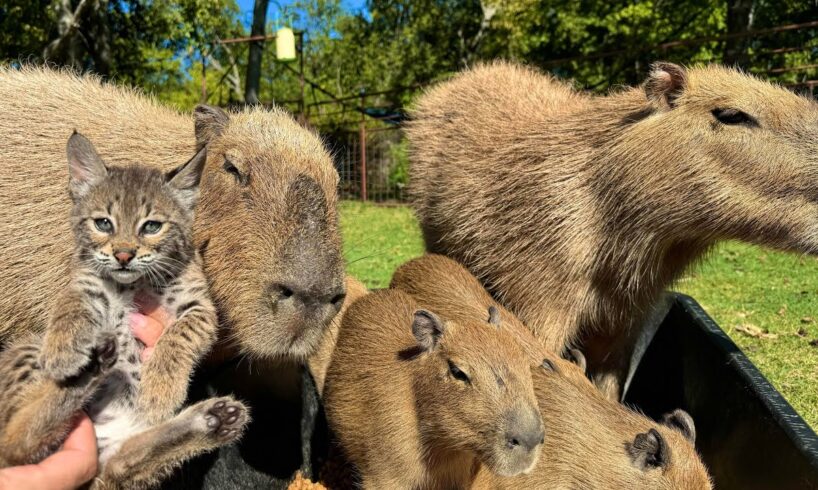 Rescuing a Baby Bobcat (to feed Capybaras)