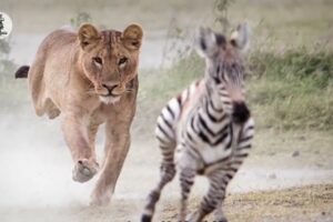 SHOCKING Lions Caught on Camera During Incredible Moments! | Animal Fights