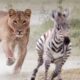 SHOCKING Lions Caught on Camera During Incredible Moments! | Animal Fights