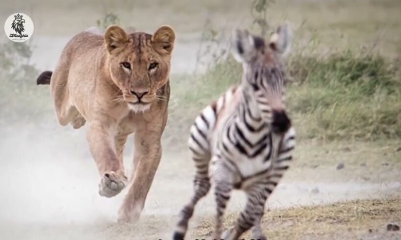 SHOCKING Lions Caught on Camera During Incredible Moments! | Animal Fights