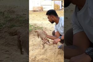 🐕 🆚🦎 Saving a Monitor Lizard from a Dog Attack! #rescue #shorts