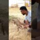 🐕 🆚🦎 Saving a Monitor Lizard from a Dog Attack! #rescue #shorts