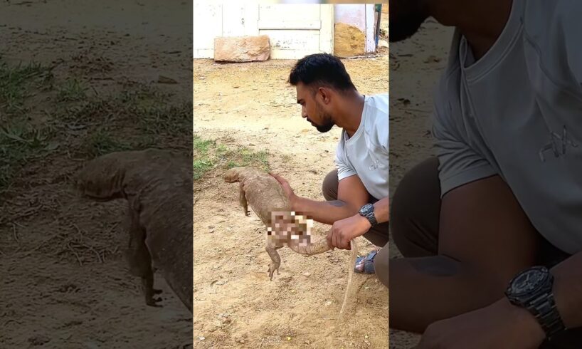 🐕 🆚🦎 Saving a Monitor Lizard from a Dog Attack! #rescue #shorts