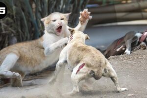 Scary Video Animal Fight |15 Chaotic Battles When Wild Cats Reckless Rushes Into The Dog's Territory