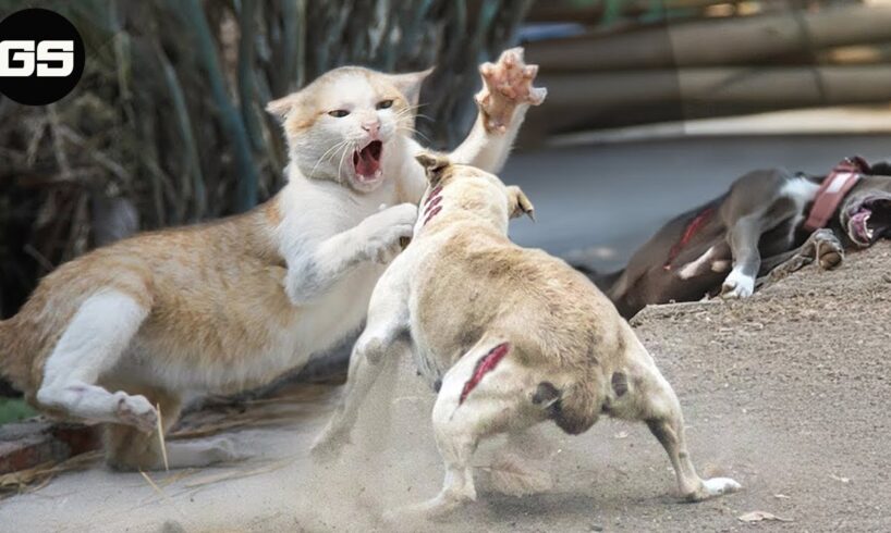 Scary Video Animal Fight |15 Chaotic Battles When Wild Cats Reckless Rushes Into The Dog's Territory