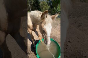 She won’t stop! Chantilly, our 5 month old foal LOVES playing in the water! #funnyanimal #horse