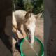 She won’t stop! Chantilly, our 5 month old foal LOVES playing in the water! #funnyanimal #horse