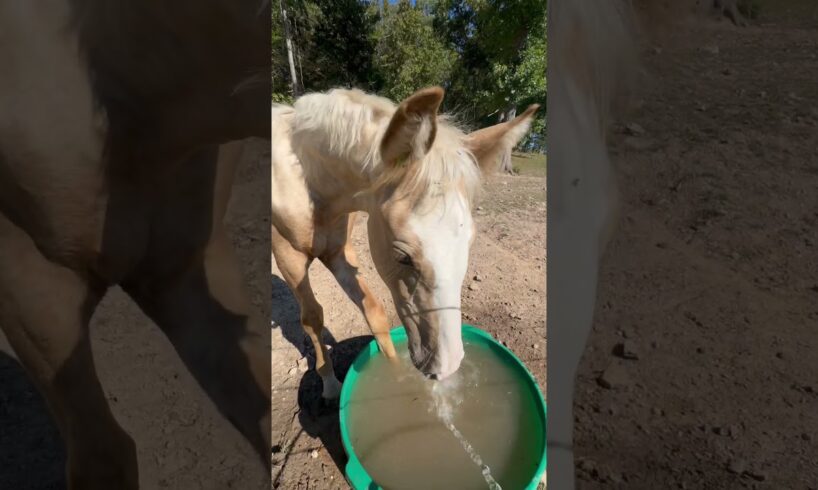 She won’t stop! Chantilly, our 5 month old foal LOVES playing in the water! #funnyanimal #horse