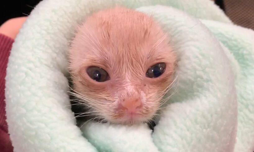 Shelter cat is unrecognizable after adoption