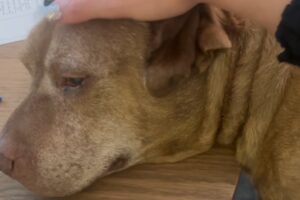 Shelter dog loved belly rubs. Then he was put on a heartbreaking list.