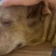 Shelter dog loved belly rubs. Then he was put on a heartbreaking list.