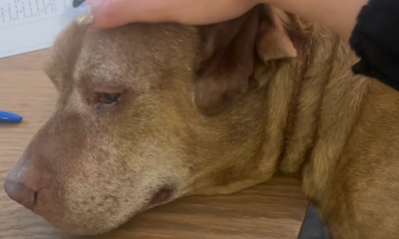 Shelter dog loved belly rubs. Then he was put on a heartbreaking list.