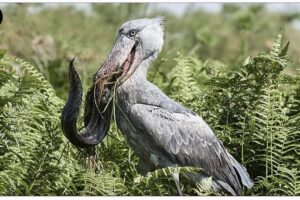 Shoebill - Ancient and Mysterious Ground Bird | Animal Fights