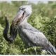 Shoebill - Ancient and Mysterious Ground Bird | Animal Fights