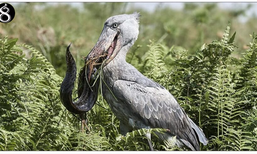 Shoebill - Ancient and Mysterious Ground Bird | Animal Fights