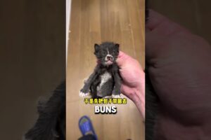 Shop Owner Falls In Love With Kitten Rescued From His Wall ❤️#cute #cat #catshorts