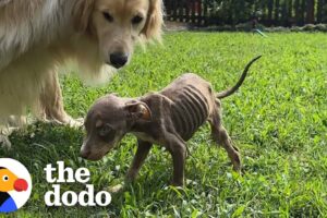 Skinny Foster Puppy Can't Stop Cuddling Up To Golden Retriever | The Dodo