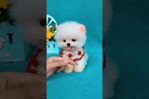 So cute pomeranian puppy😍#animals #baby #shorts #viraltiktok #tiktok #dogs #cuteanimals #cutedog