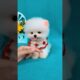 So cute pomeranian puppy😍#animals #baby #shorts #viraltiktok #tiktok #dogs #cuteanimals #cutedog