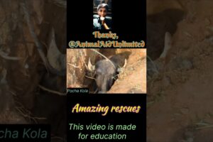 Some amazing rescues 👏😲.  Credit, @AnimalAidUnlimited . #shorts #animals #pochakola #shots