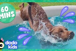 Splash Dogs Take Over The Pool...And We Love It! | Dodo Kids | 1 Hour Of Animal Videos