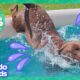 Splash Dogs Take Over The Pool...And We Love It! | Dodo Kids | 1 Hour Of Animal Videos