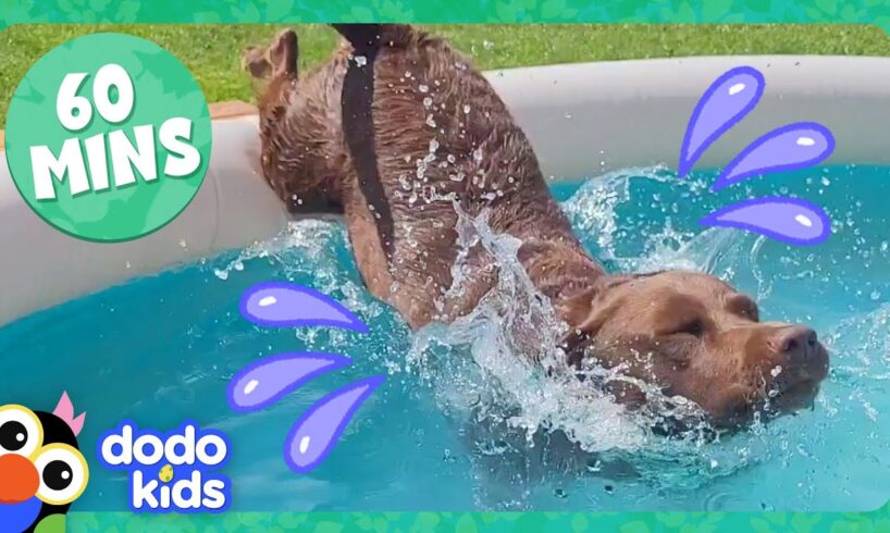 Splash Dogs Take Over The Pool...And We Love It! | Dodo Kids | 1 Hour Of Animal Videos