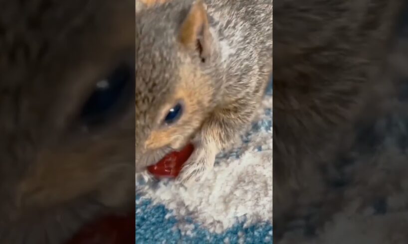 Squirrel fell into water and was luckily rescued #rescuesquirrel #squirrel #shorts