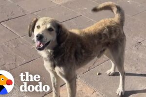 Stray Dog Chases After Woman's Taxi Until She Stops | The Dodo