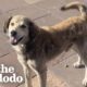 Stray Dog Chases After Woman's Taxi Until She Stops | The Dodo