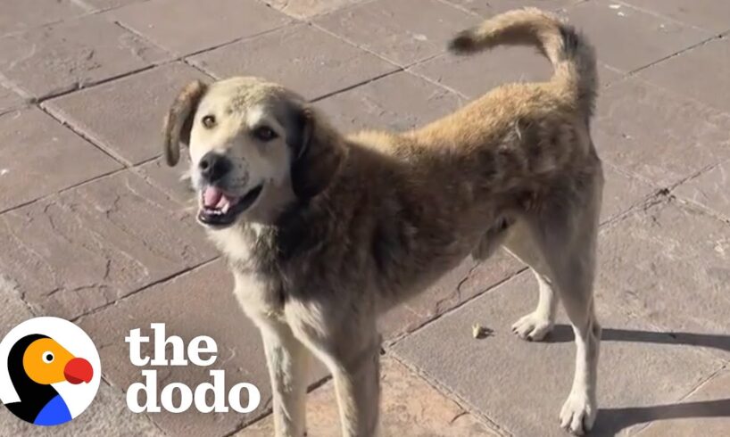 Stray Dog Chases After Woman's Taxi Until She Stops | The Dodo