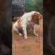 Stray Dog Was So Overweight She Couldn't Walk | The Dodo