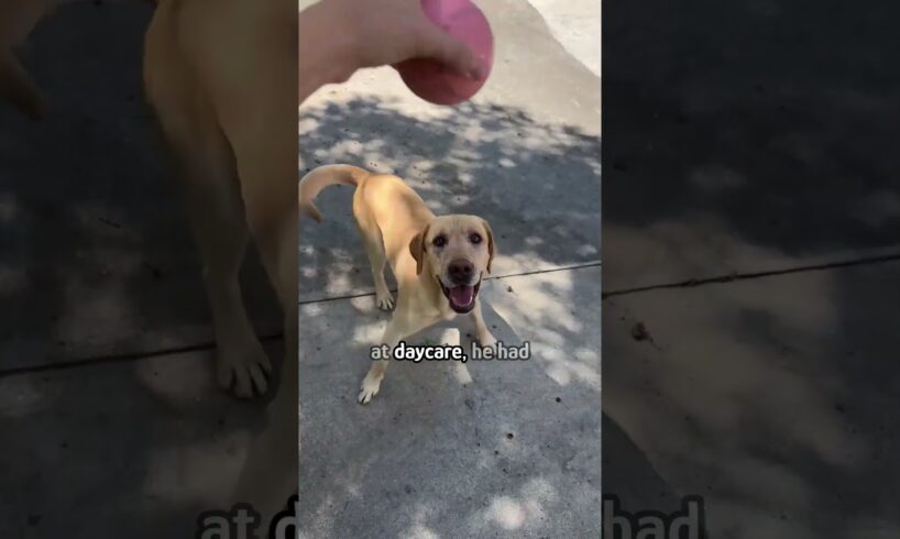 Stray chaised down a dog bus