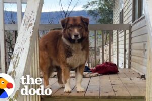 Sweet Dog Is Left Behind When Couple Breaks Up | The Dodo