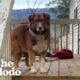 Sweet Dog Is Left Behind When Couple Breaks Up | The Dodo