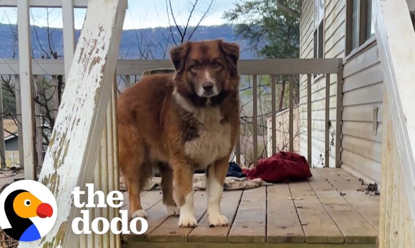 Sweet Dog Is Left Behind When Couple Breaks Up | The Dodo