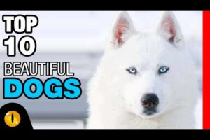 TOP 10 BEAUTIFUL DOG BREEDS