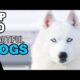 TOP 10 BEAUTIFUL DOG BREEDS